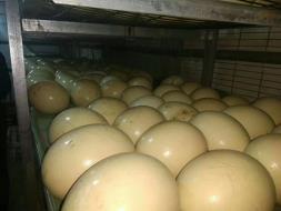 鸵鸟养殖场批发鸵鸟蛋