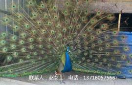 中国孔雀养殖技术
