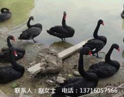 北京黑天鹅养殖基地