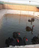 黑天鹅养殖长期出售黑天鹅苗